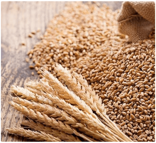 Wheat